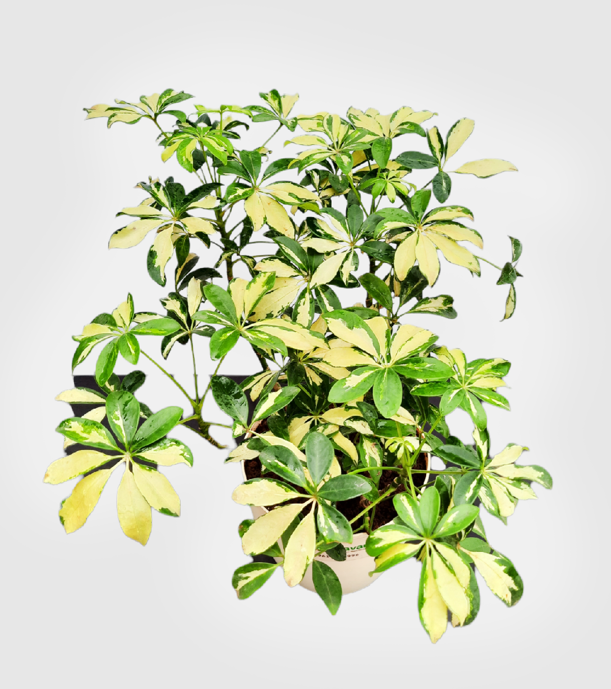 Saplera [Schefflera Verigated Plant]