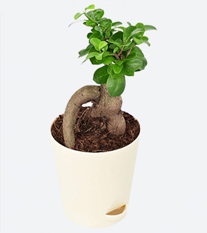 Ficus Plant