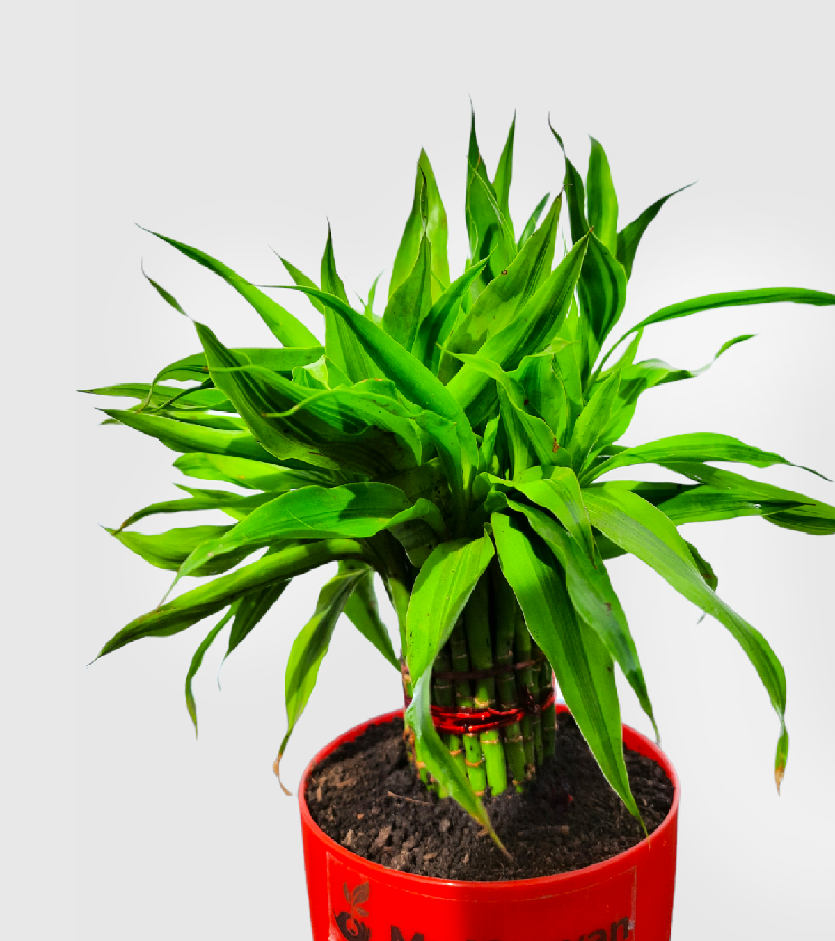 Bamboo Palm Plant