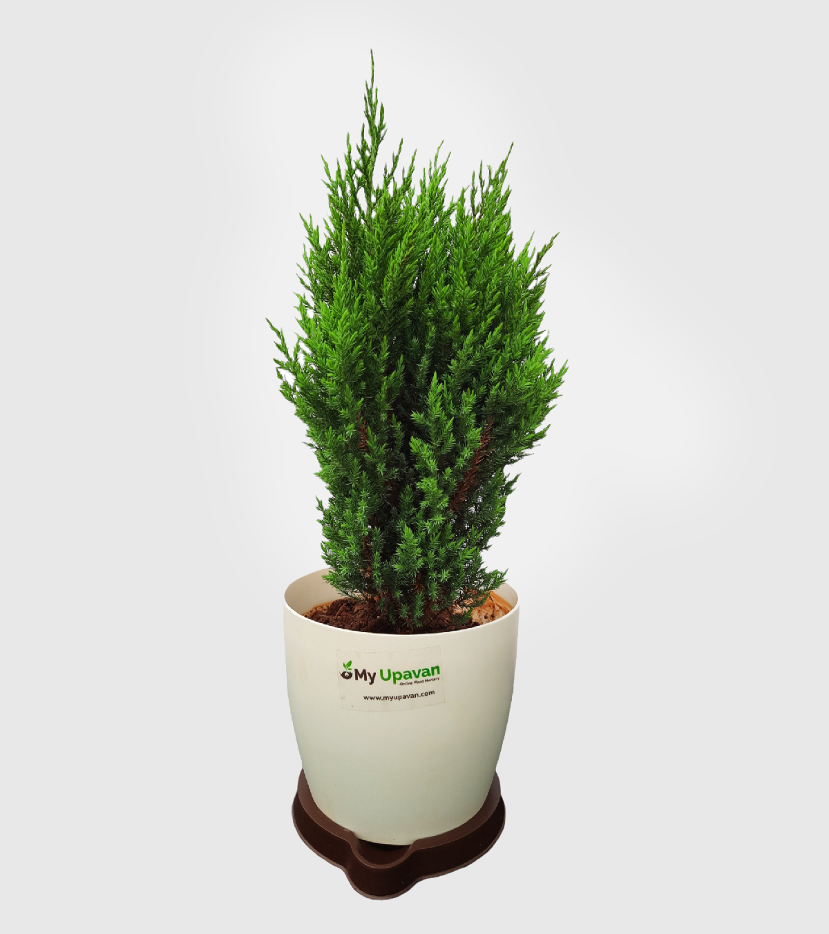 Cypress Green Plant