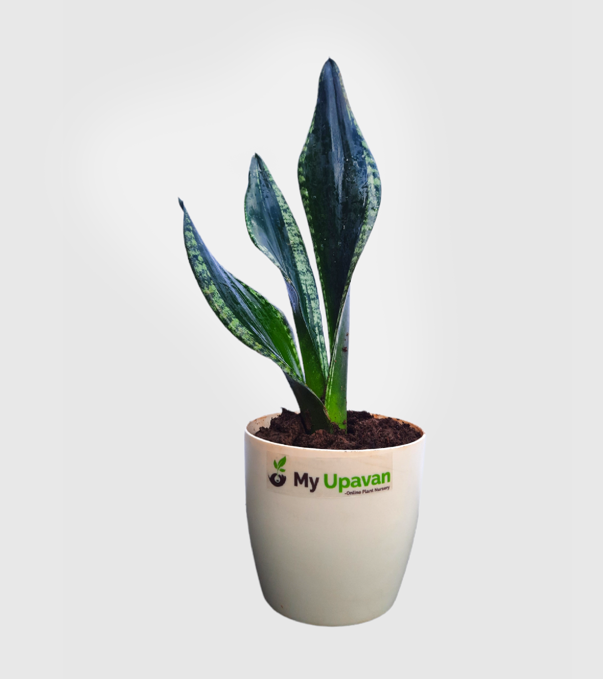 Sansevieria Whiteney Snake Plant