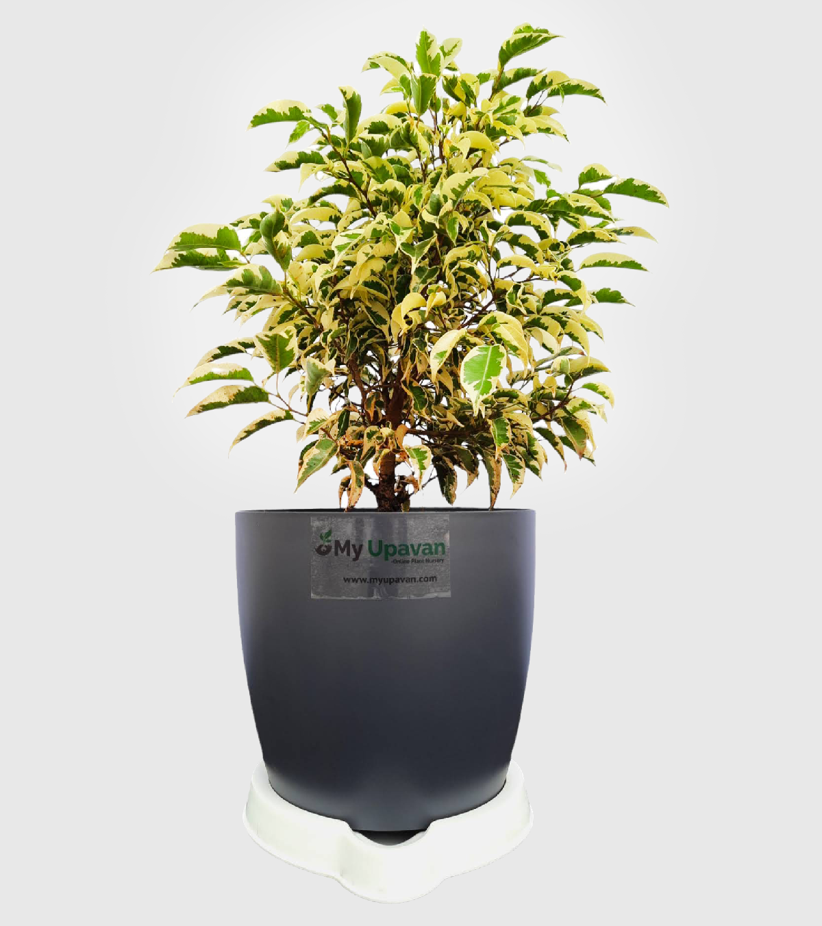 Ficus Prestige