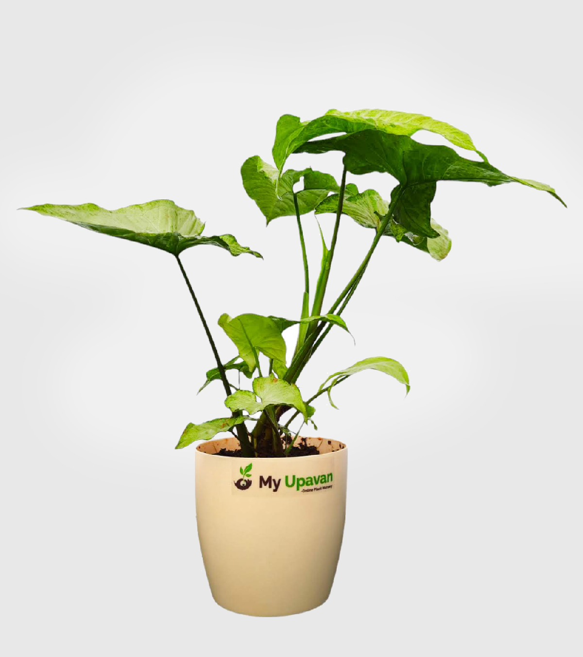 Syngonium White Butterfly Plant