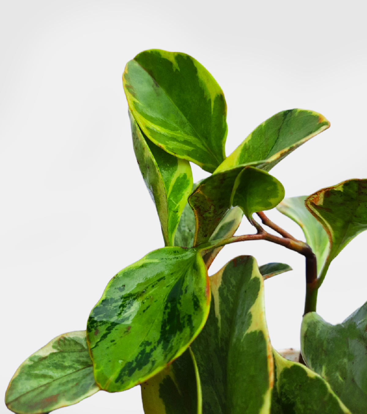 Peperomia Variegata Plant