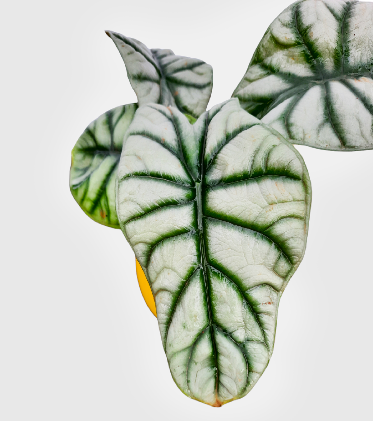 Alocasia Silver Dragon