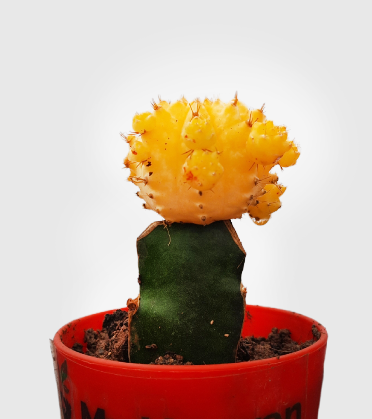 Moon Cactus Yellow
