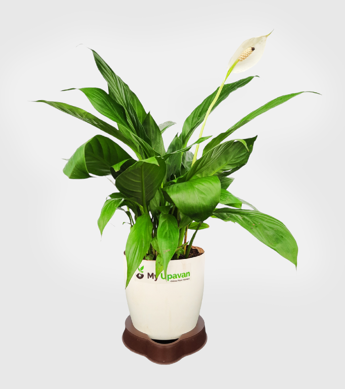 Peace Lily