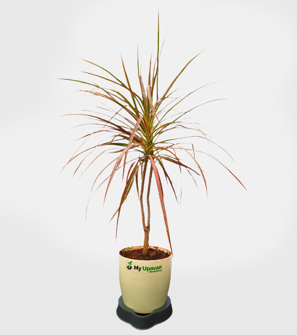 Dracaena Marginata plant