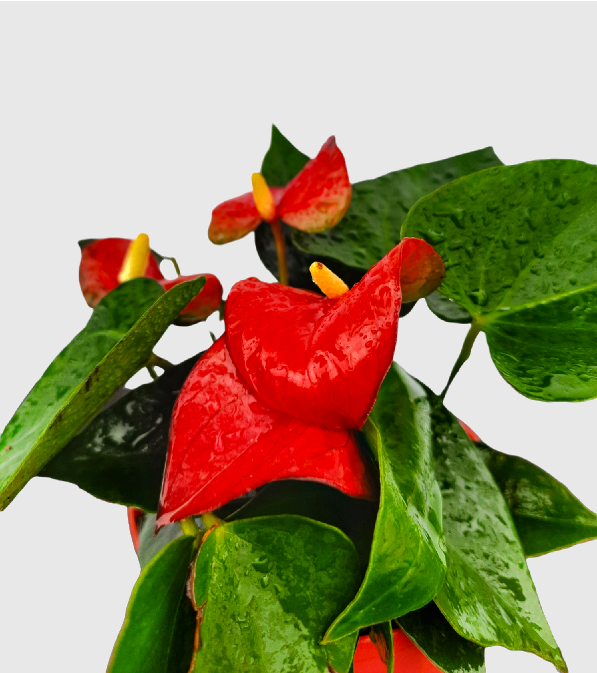 Anthurium Red Plant