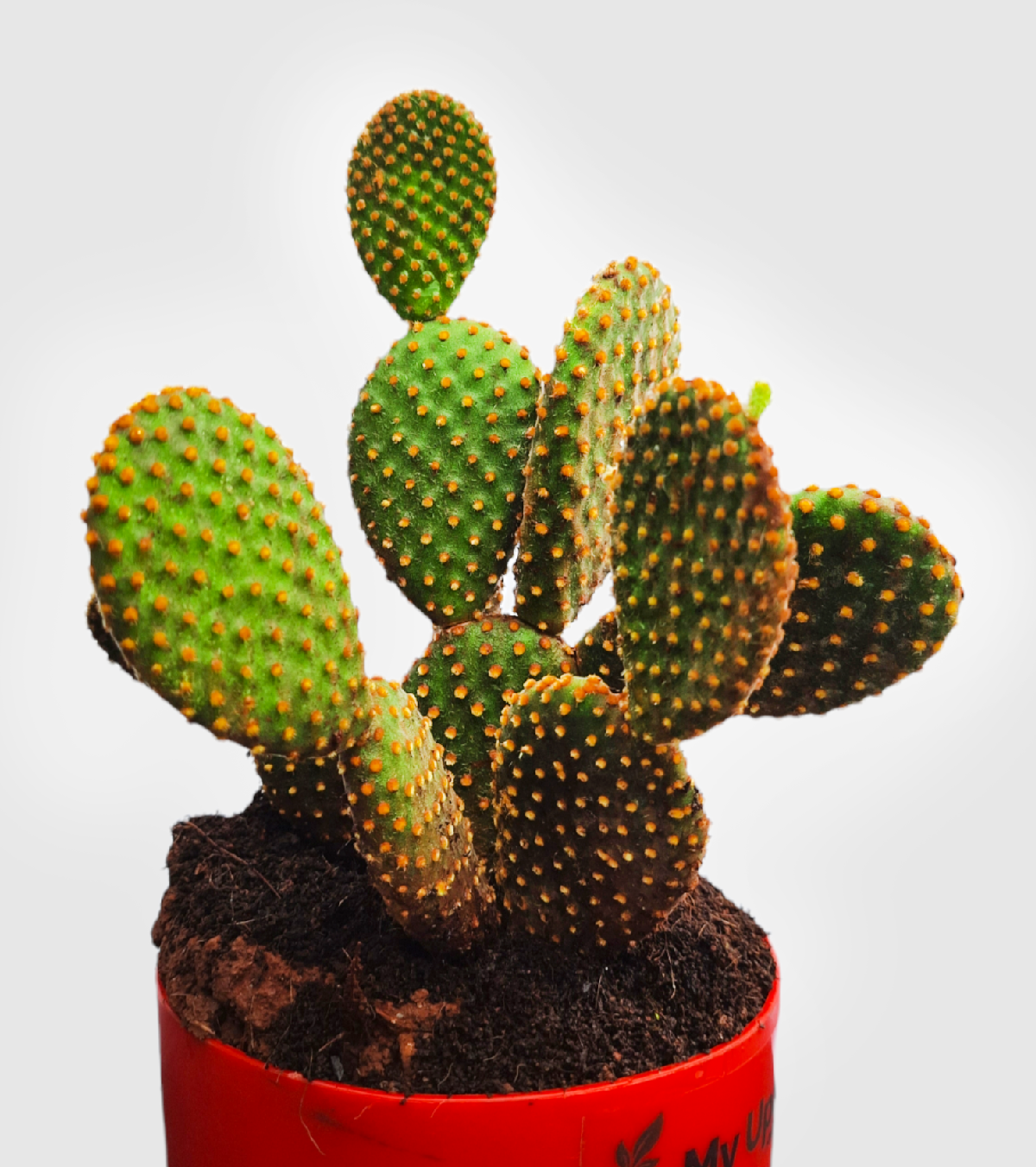 Bunny Ear Cactus