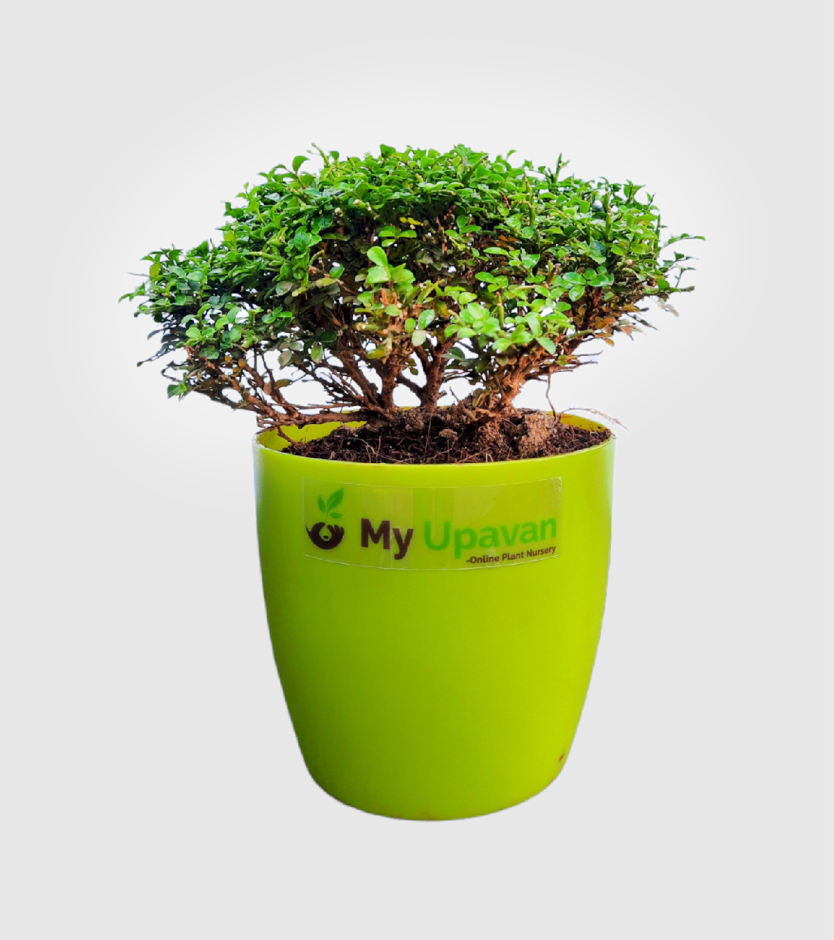 Boxwood Buxus Plant