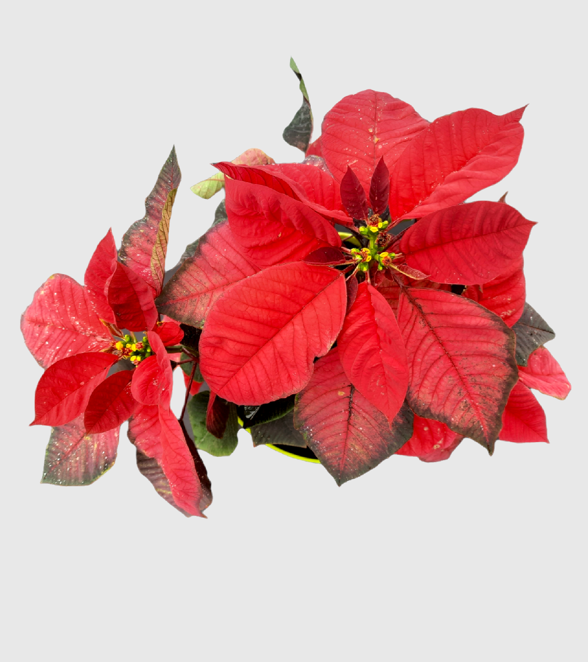 Poinsettia Plant