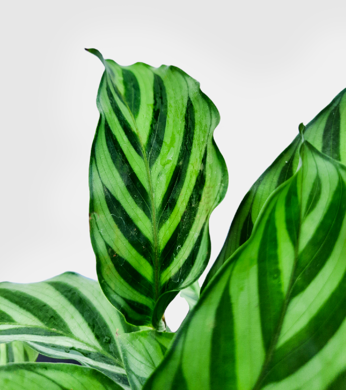 Calathea Freddie