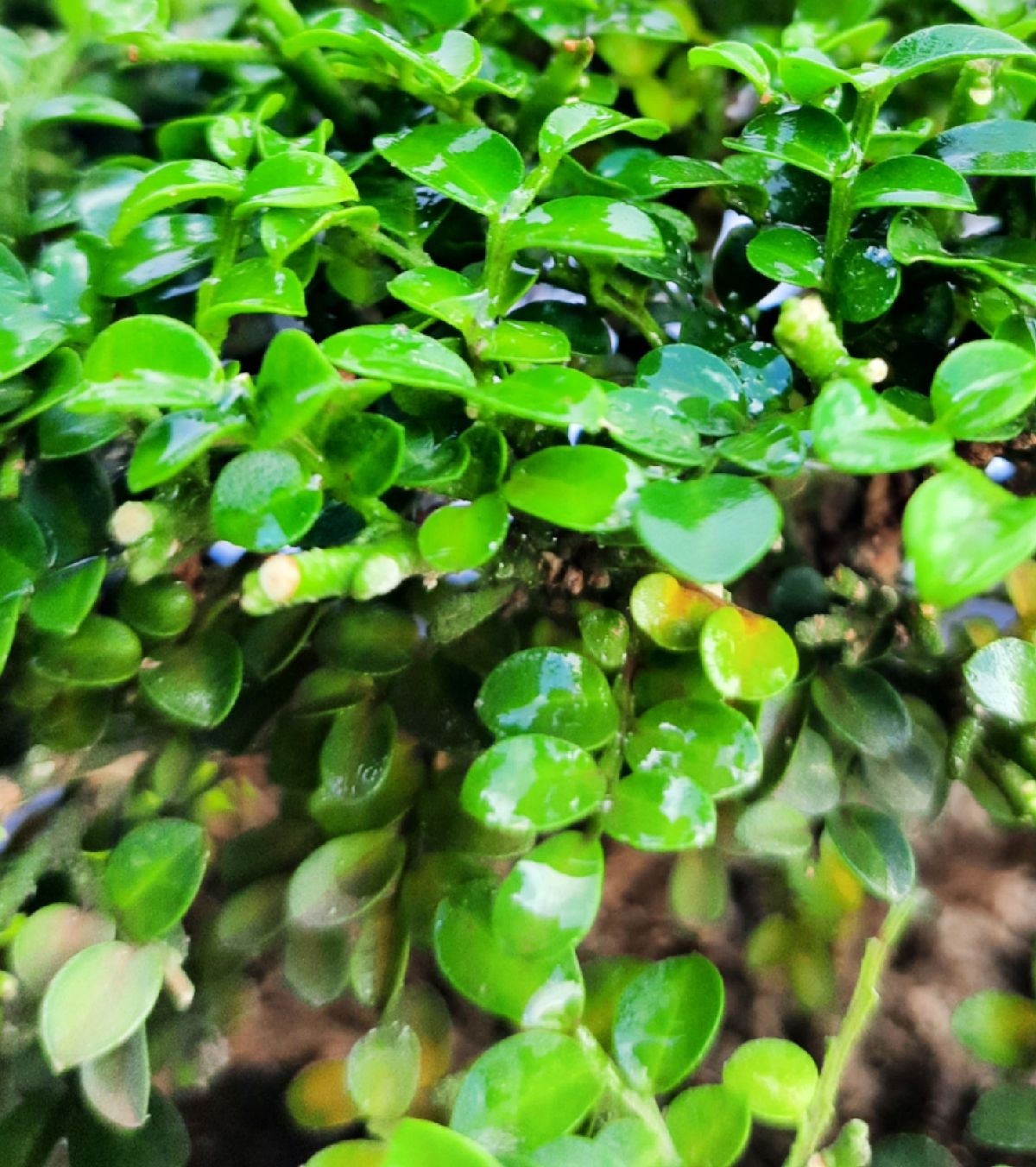 Boxwood Buxus Plant