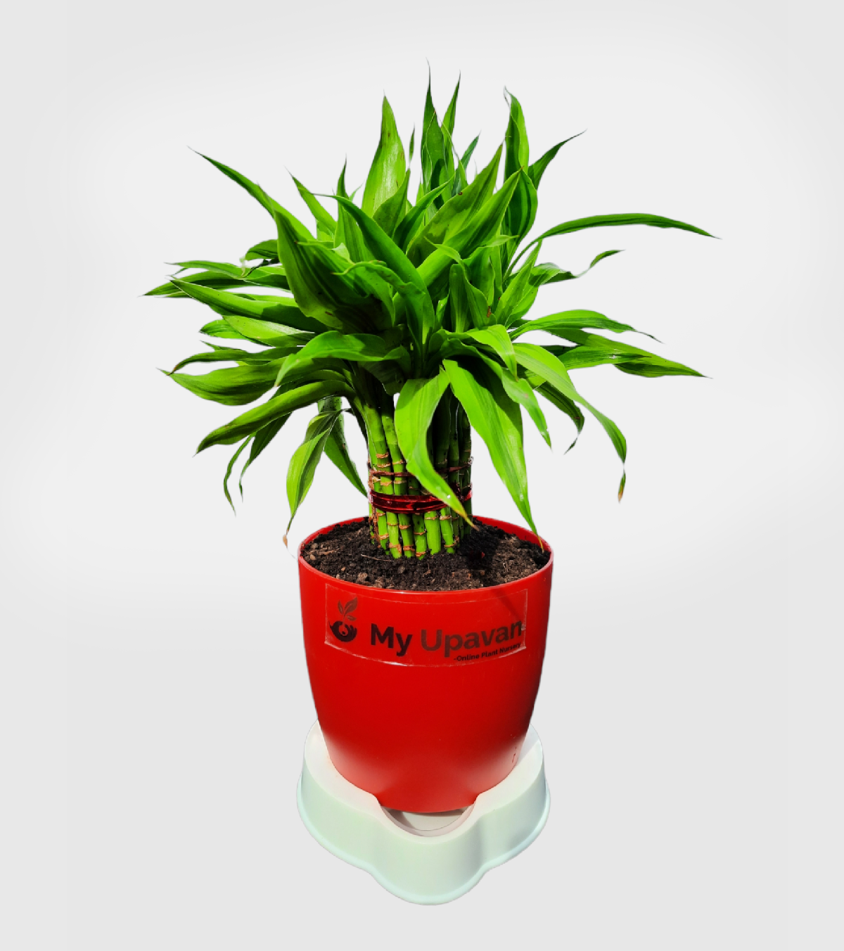 Bamboo Palm Plant