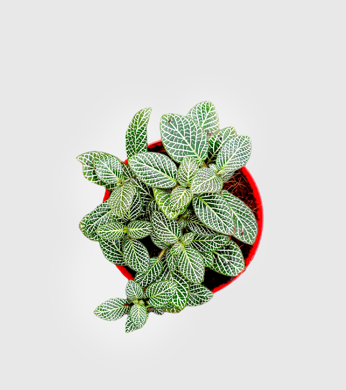 Fittonia Green Plant (Nerve Plant)