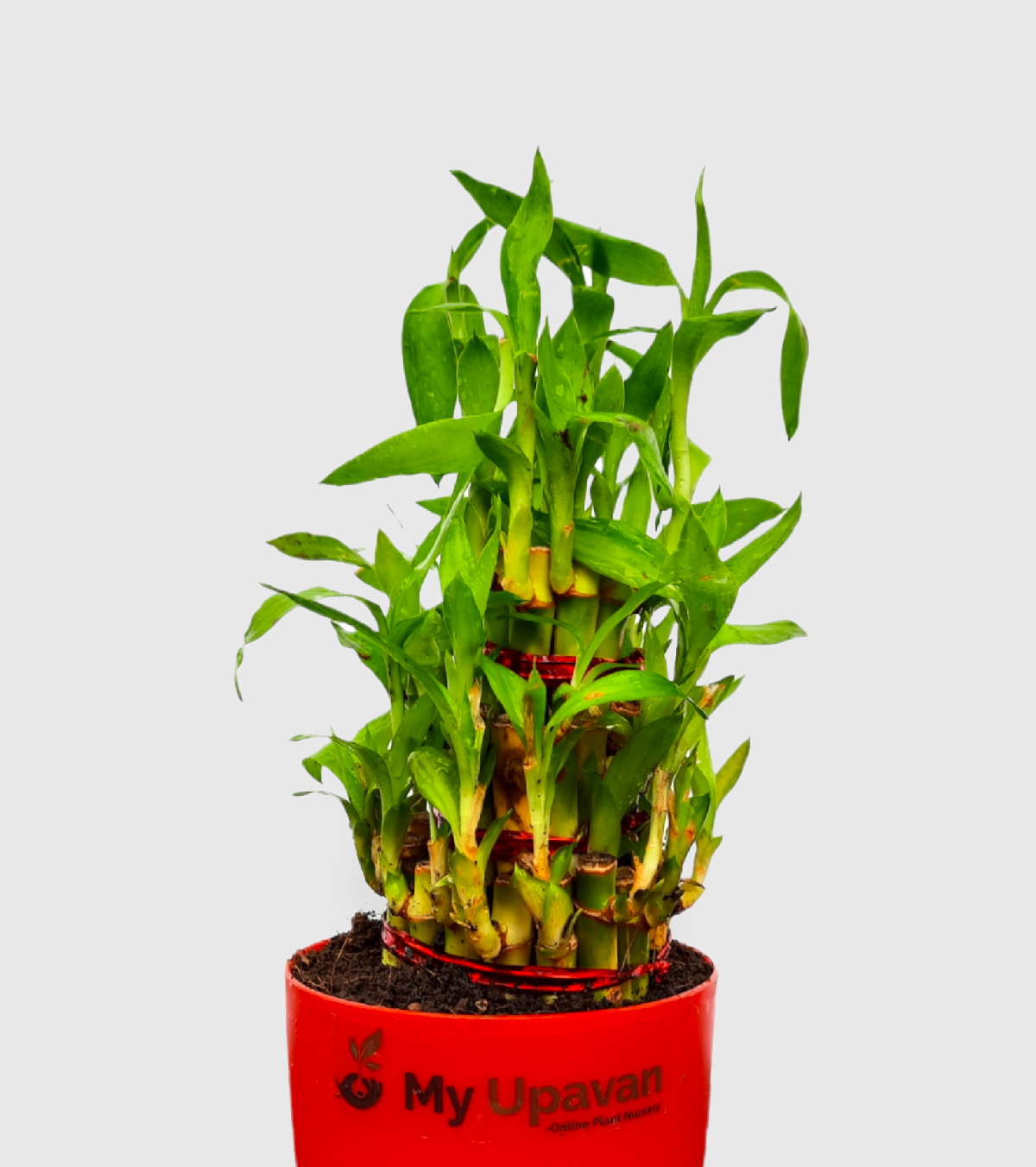 Lucky Bamboo Plant - 3 Layer