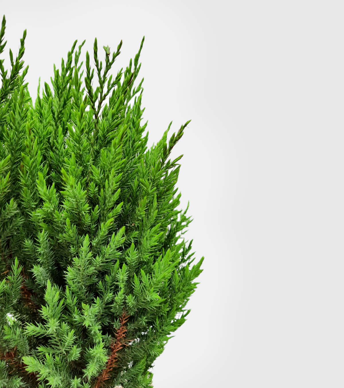 Cypress Green Plant