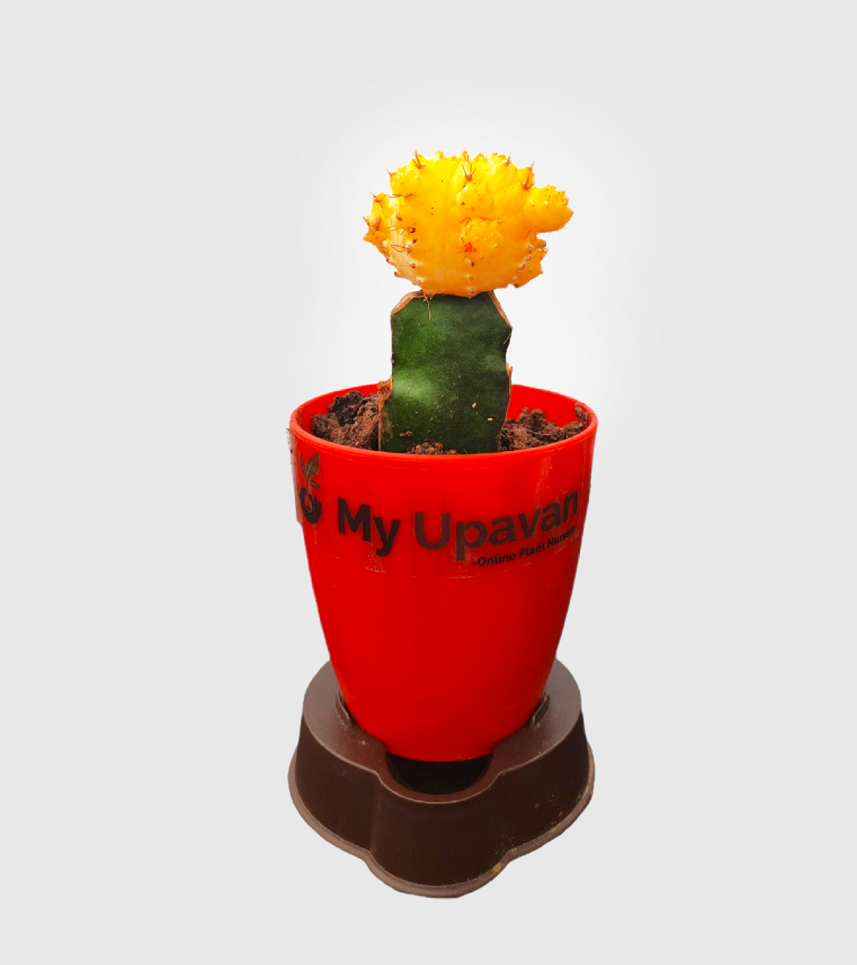 Moon Cactus Yellow