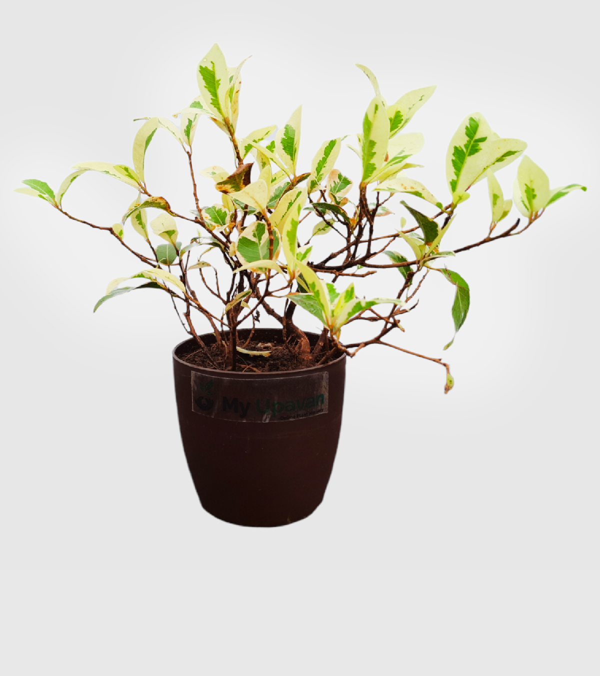 Ficus Prestige - Medium