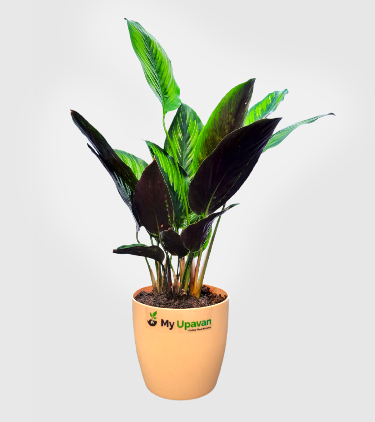 Calathea Pinstripe Plant