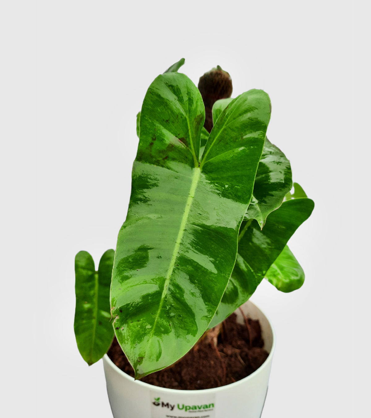 Philodendron Erubescens Plant