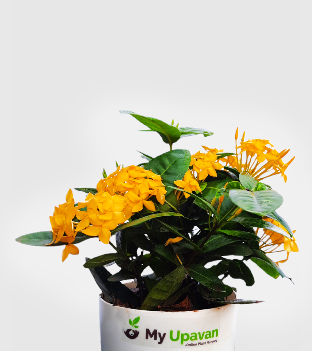 Ixora [Rugmini] Plant - Yellow