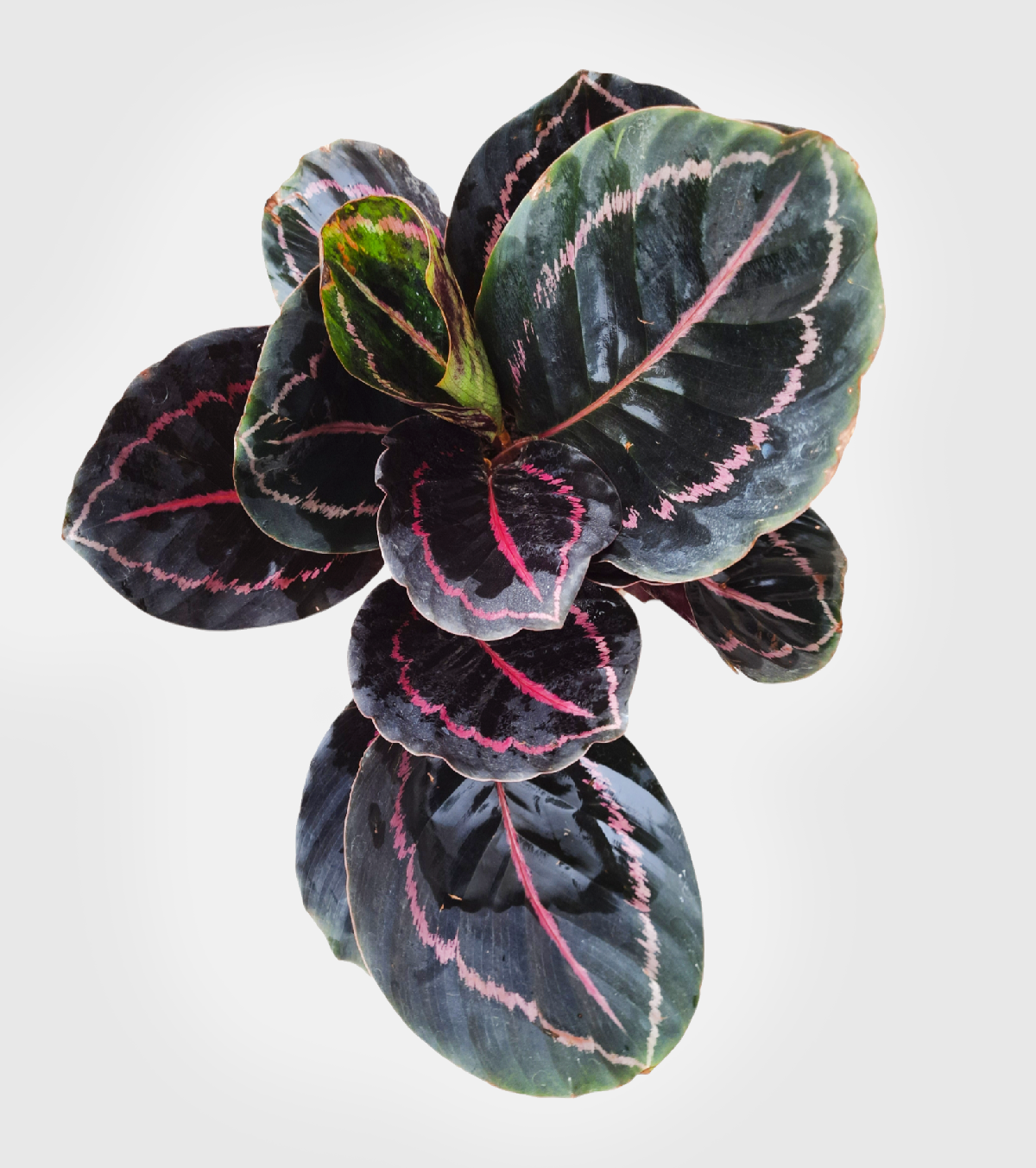 Calathea Roseopicta Dottie