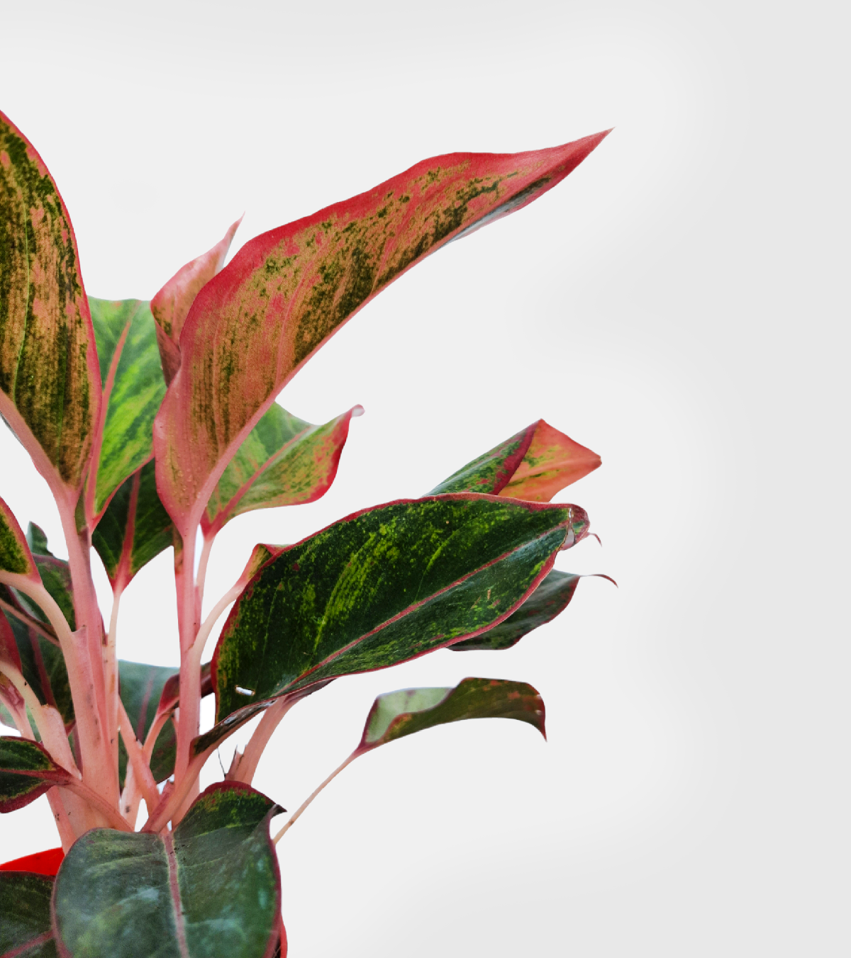 Aglaonema Red Plant