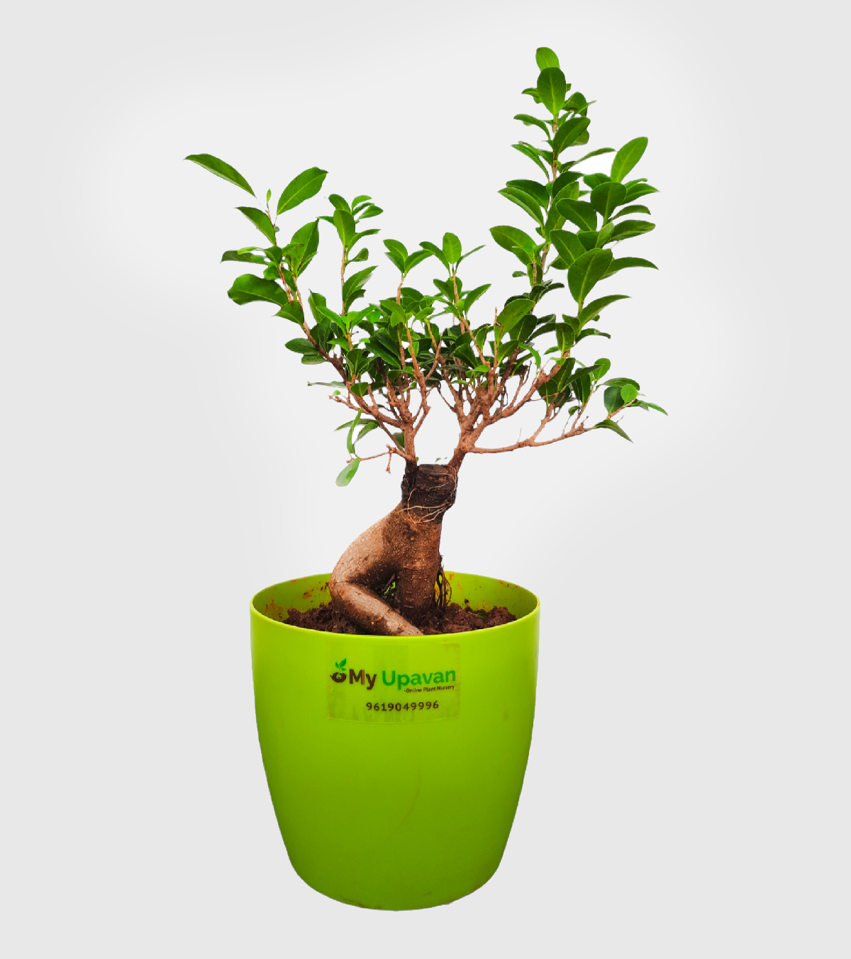 Ficus Bonsai Plant