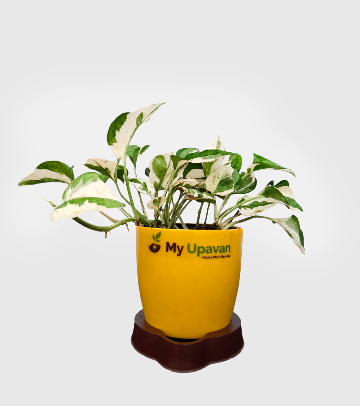 Money Plant N’Joy