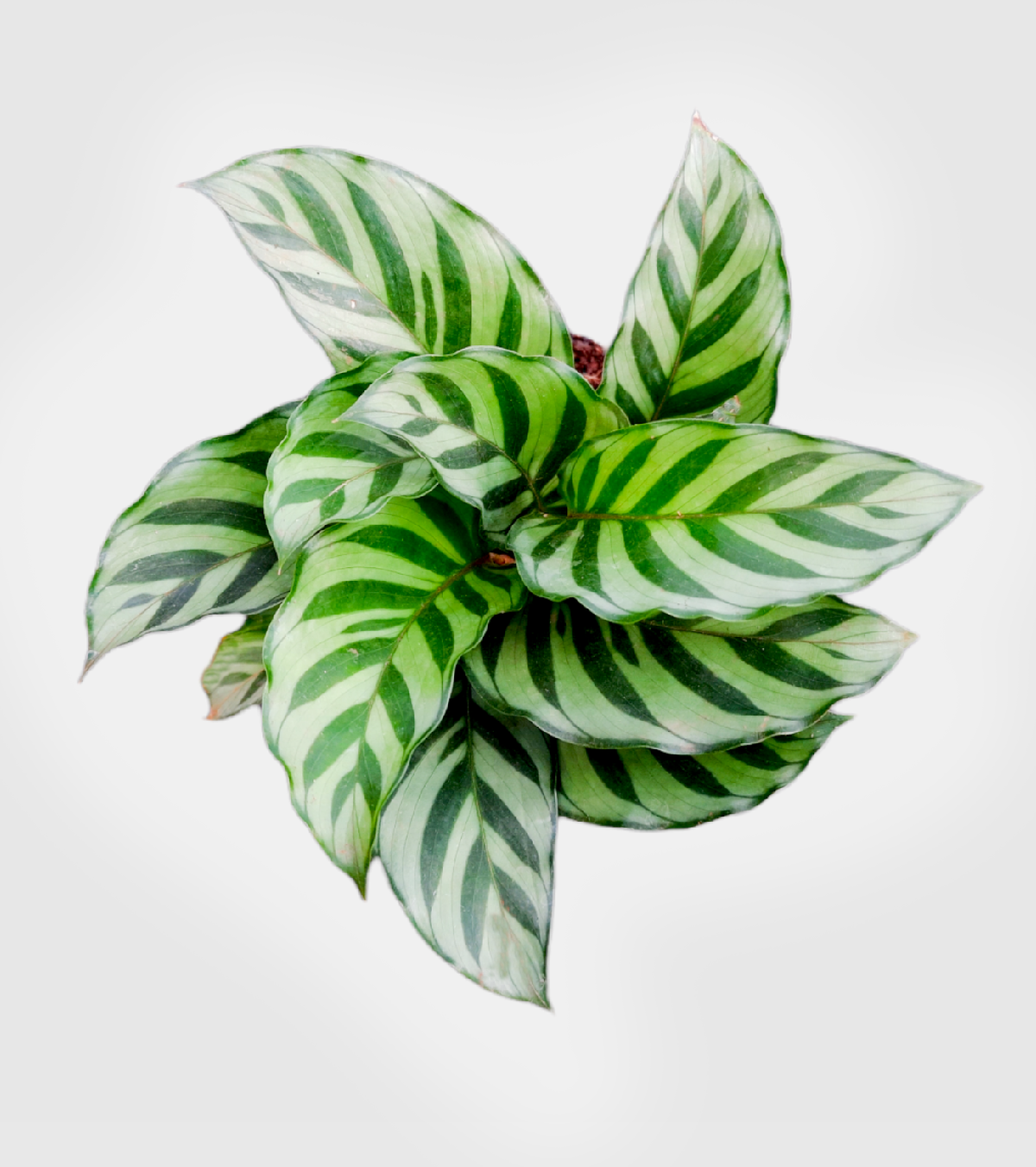 Calathea Setosa Plant-medium