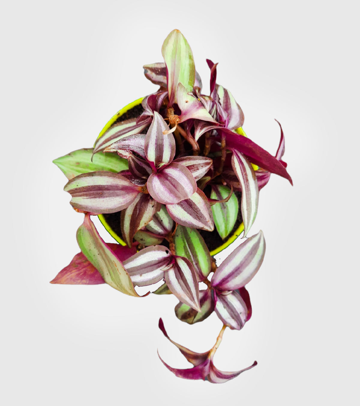 Wandering Jew Plant