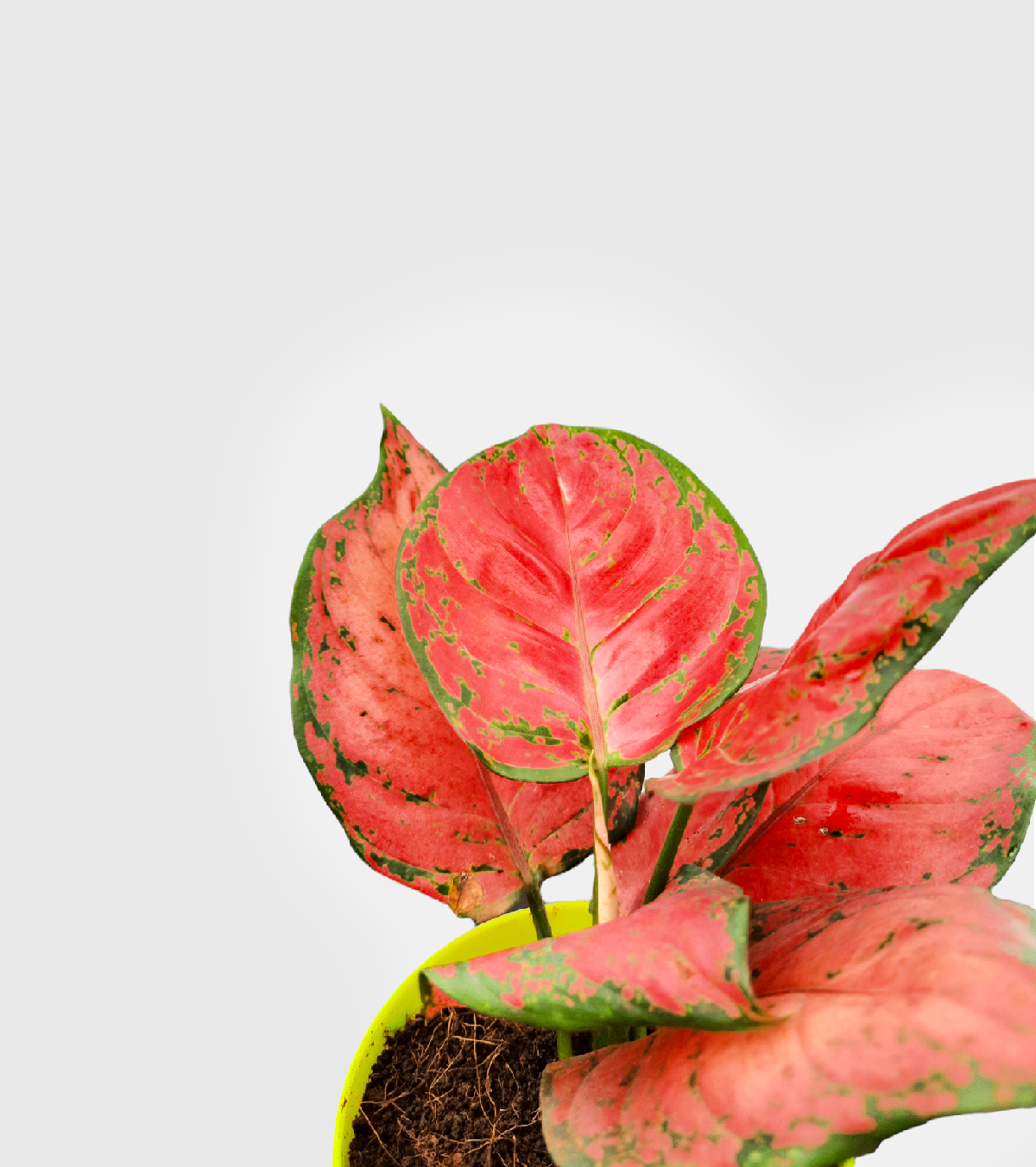 Aglaonema Dark Pink Plant