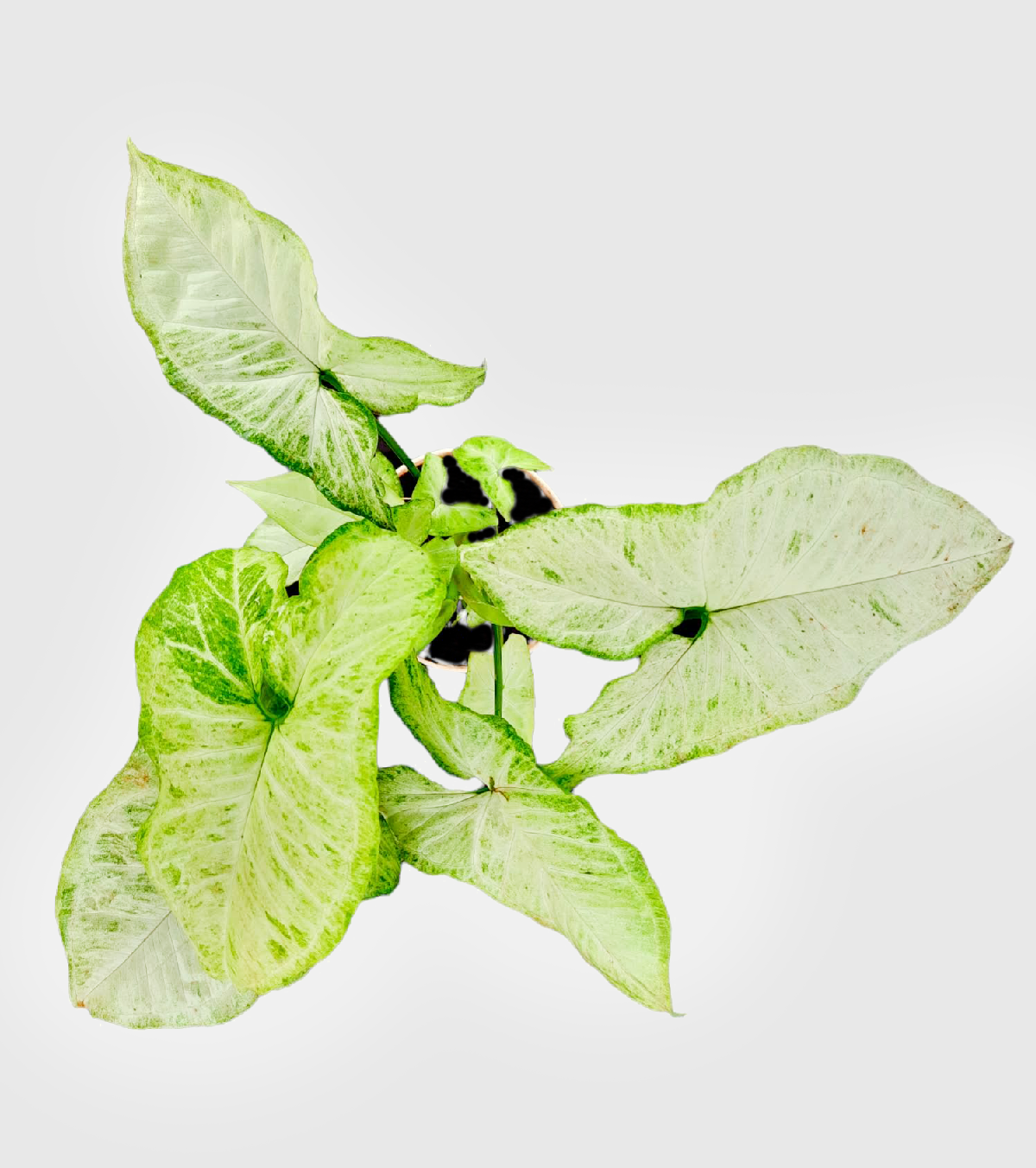 Syngonium White Butterfly Plant