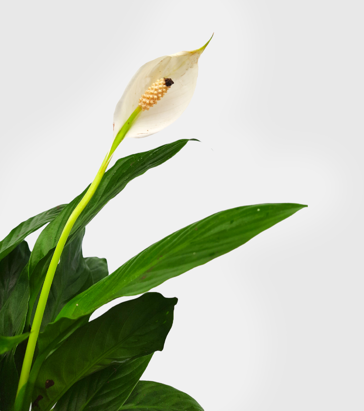 Peace Lily