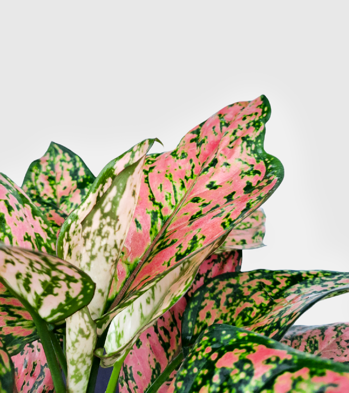 Aglaonema Pink Beauty Plant