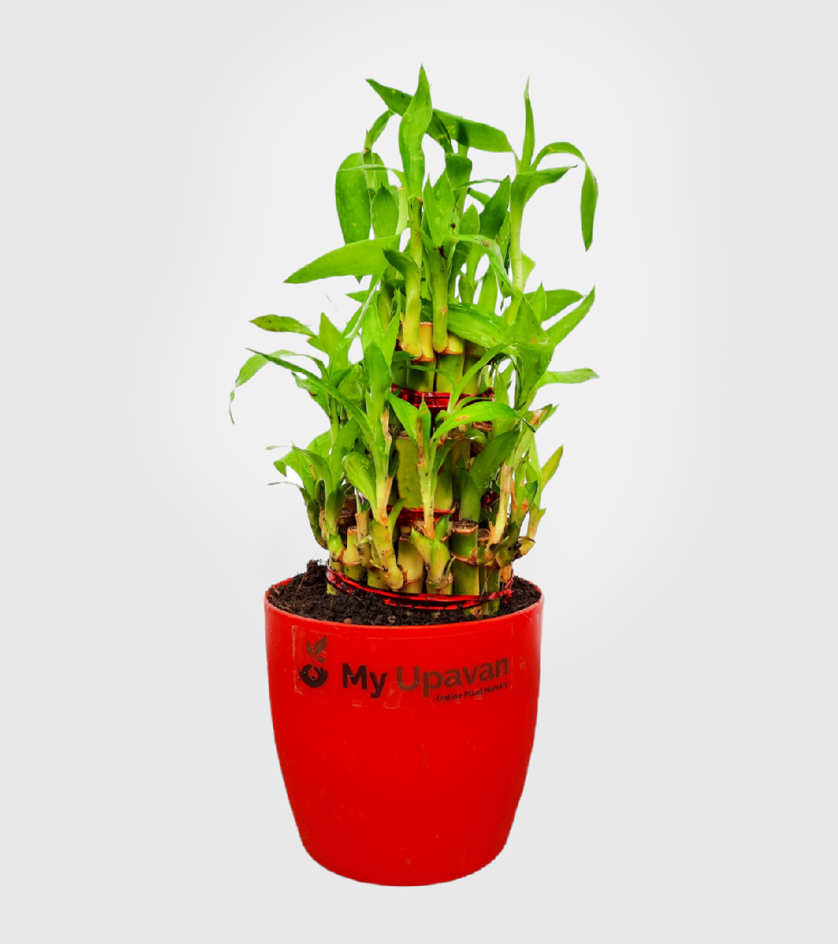 Lucky Bamboo Plant - 3 Layer