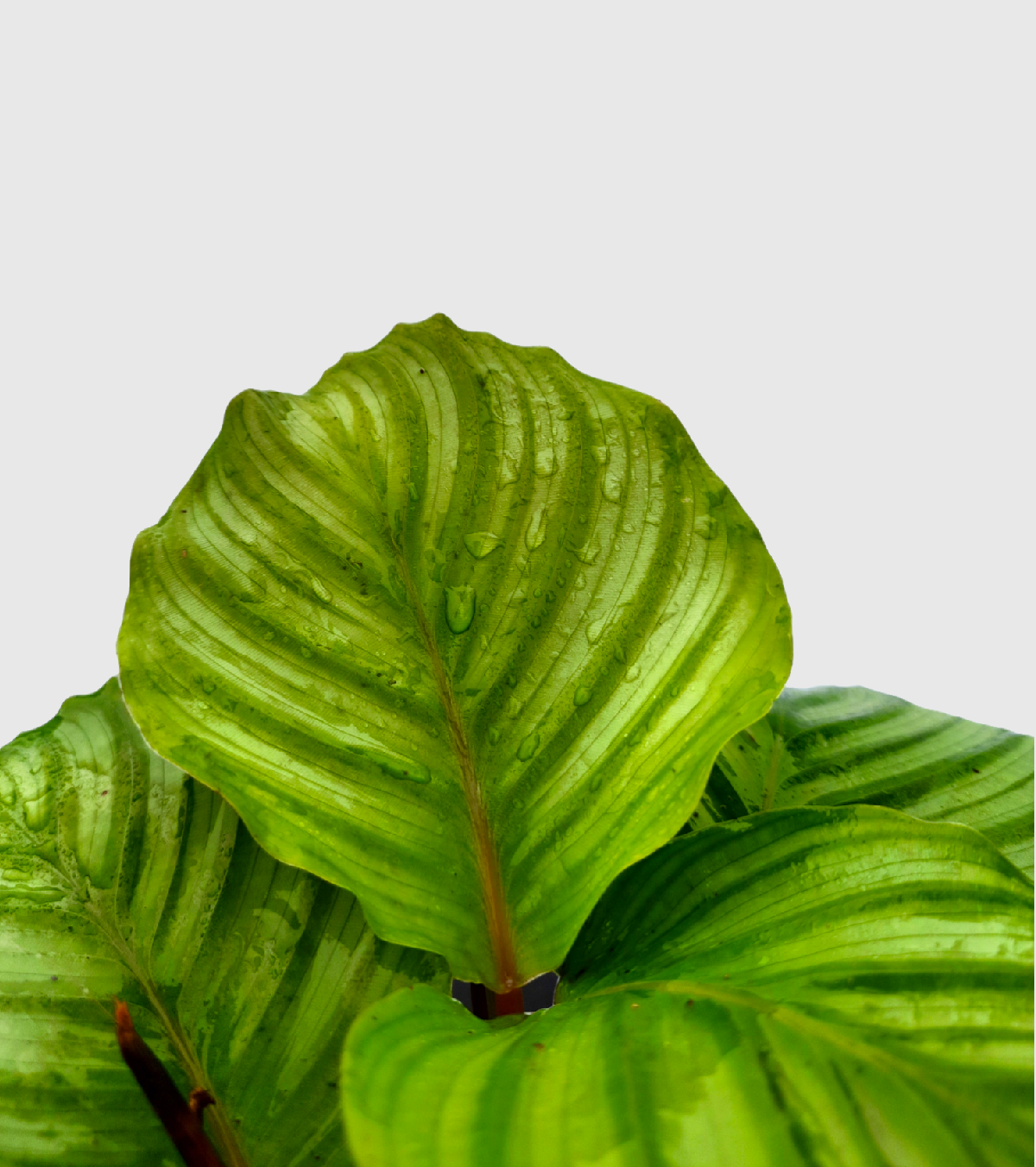 Calathea Orbifolia - Medium