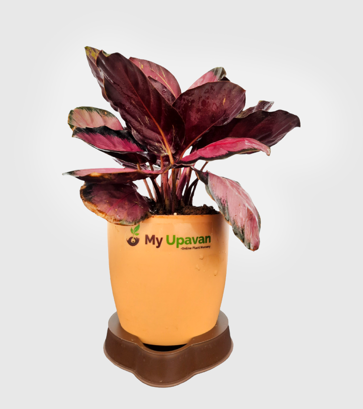 Calathea Rosy Rare Plant