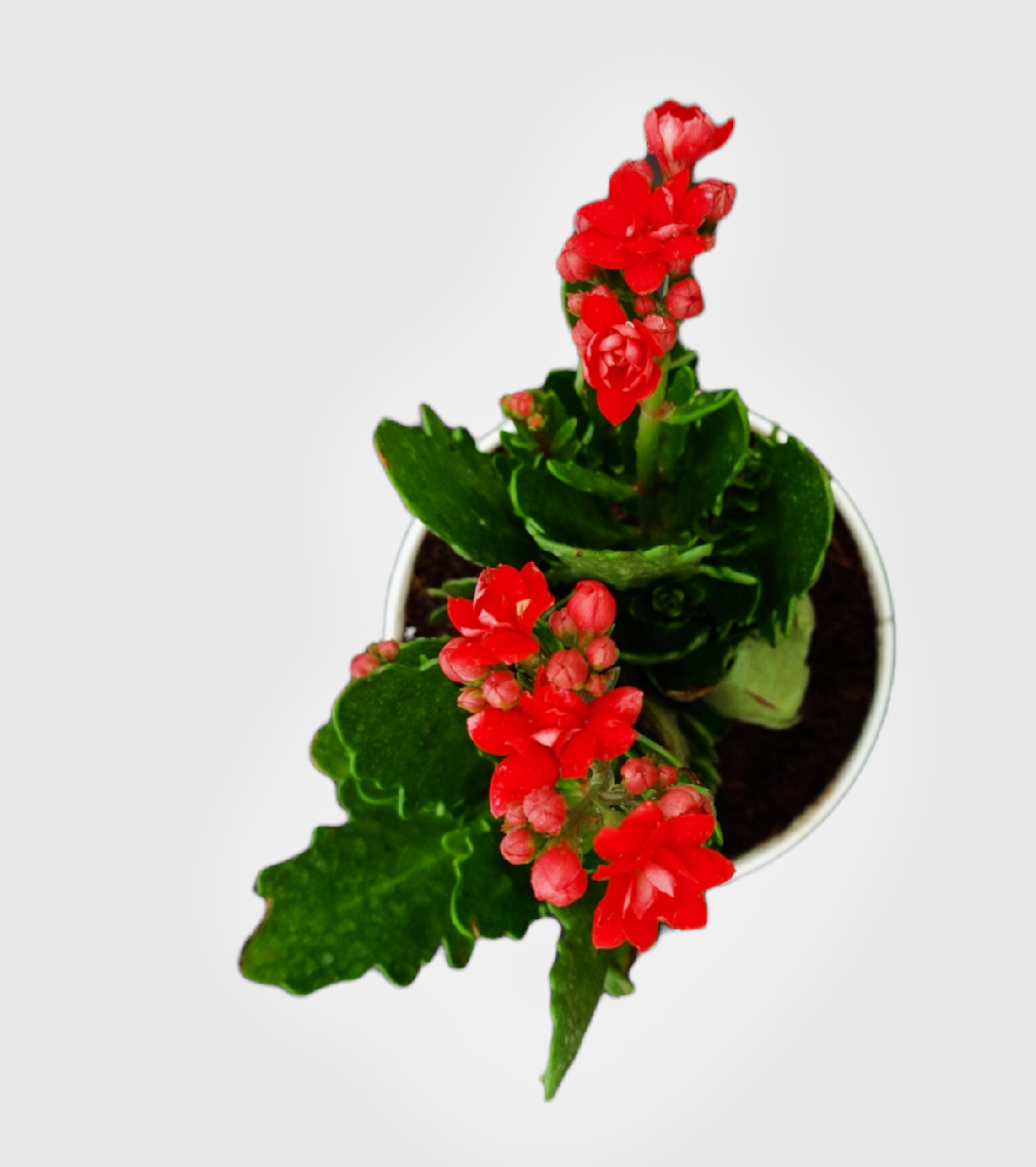 Kalanchoe Plant - Red
