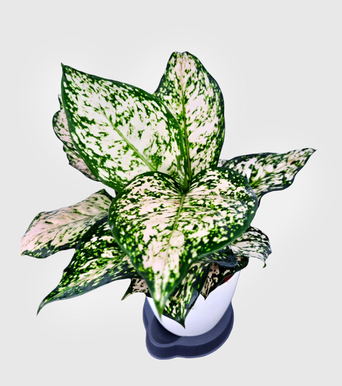 Aglaonema Snow White Plant