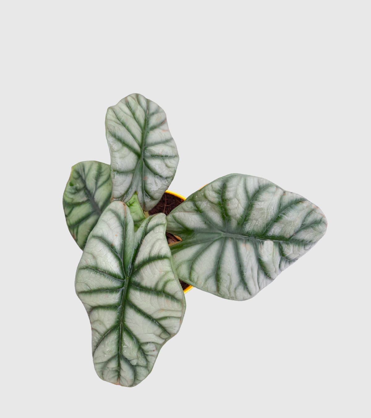 Alocasia Silver Dragon