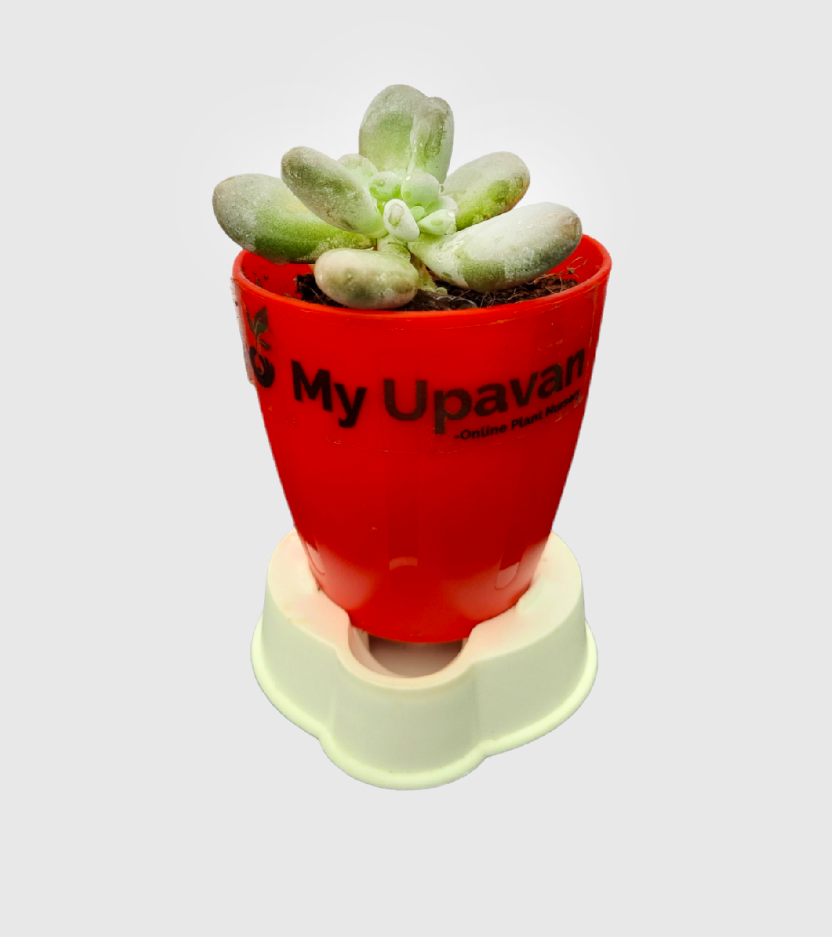 Moonstone Cactus Plant