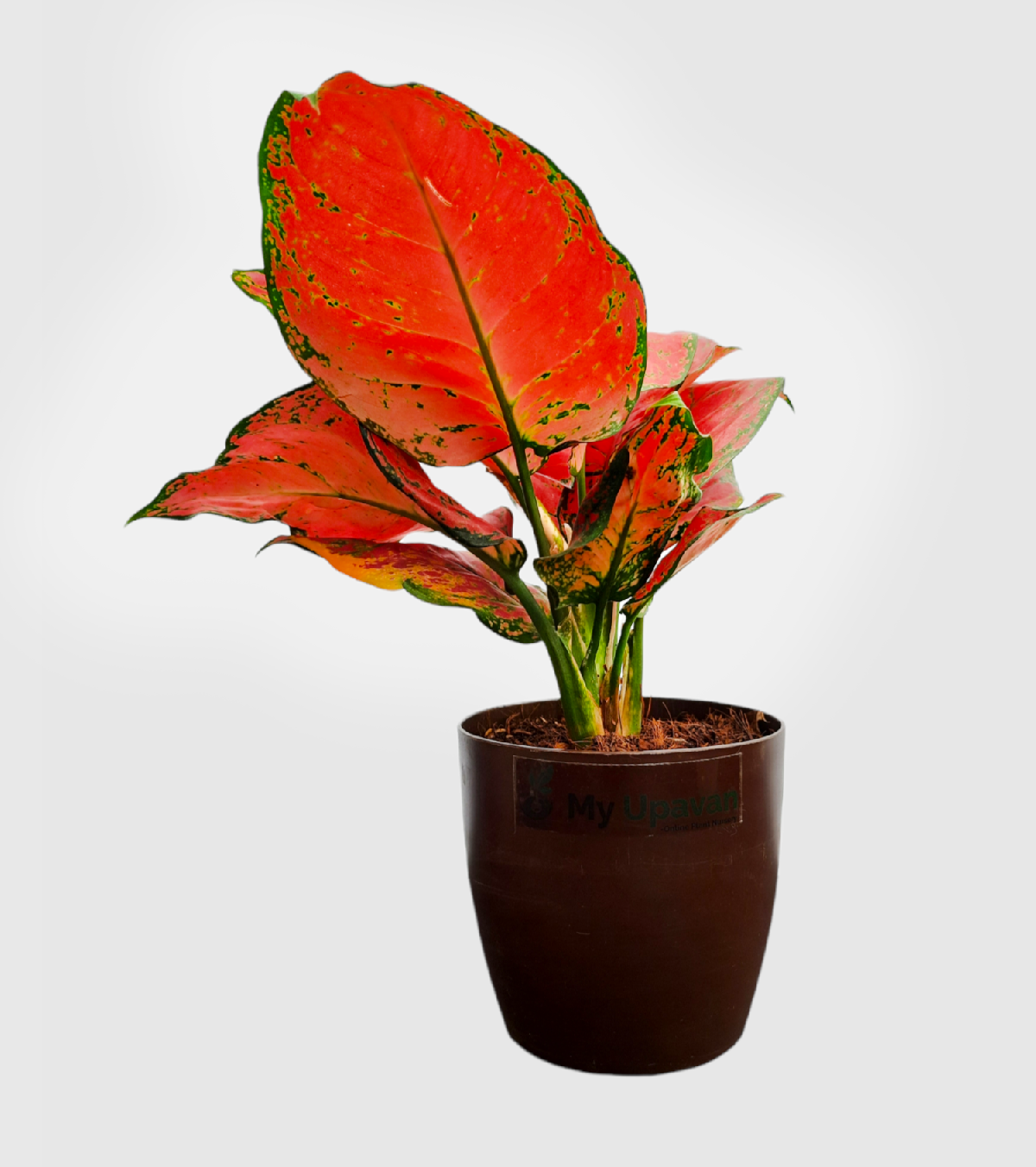 Aglaonema Light Pink Plant