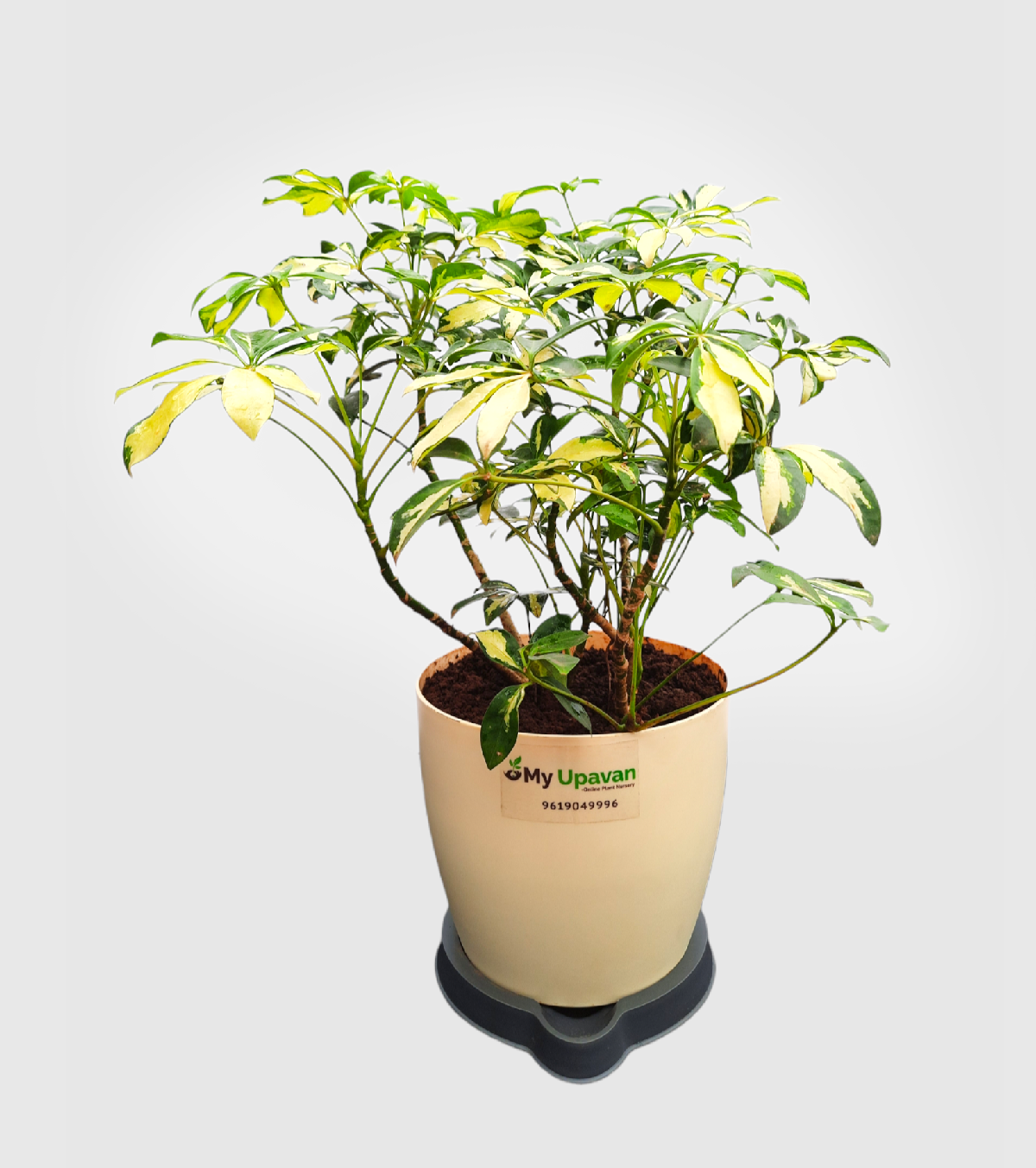 Saplera [Schefflera Verigated Plant]