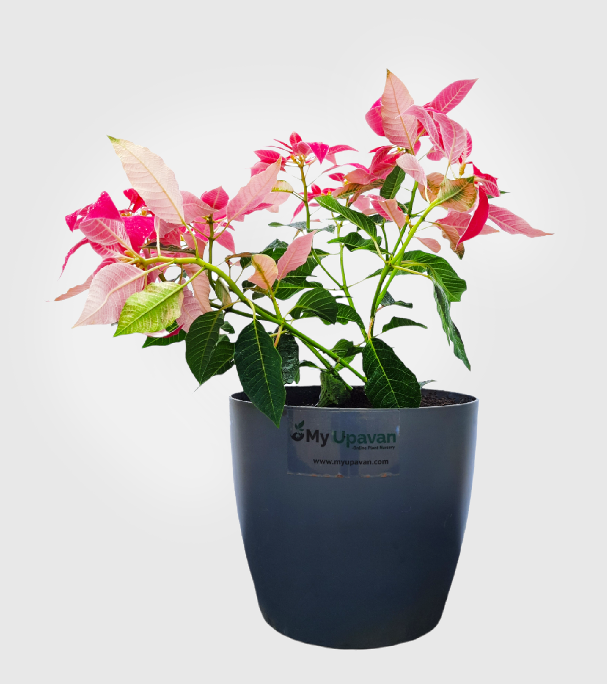 Poinsettia Pink Plant