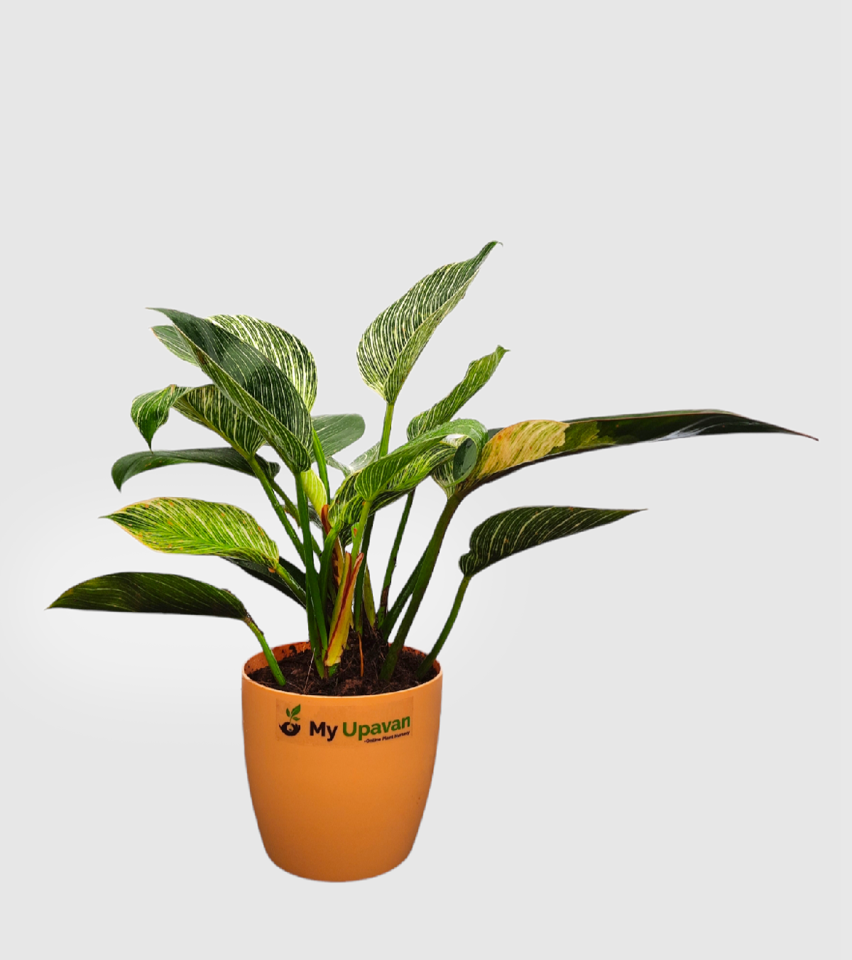 Philodendron Birkin Plant large