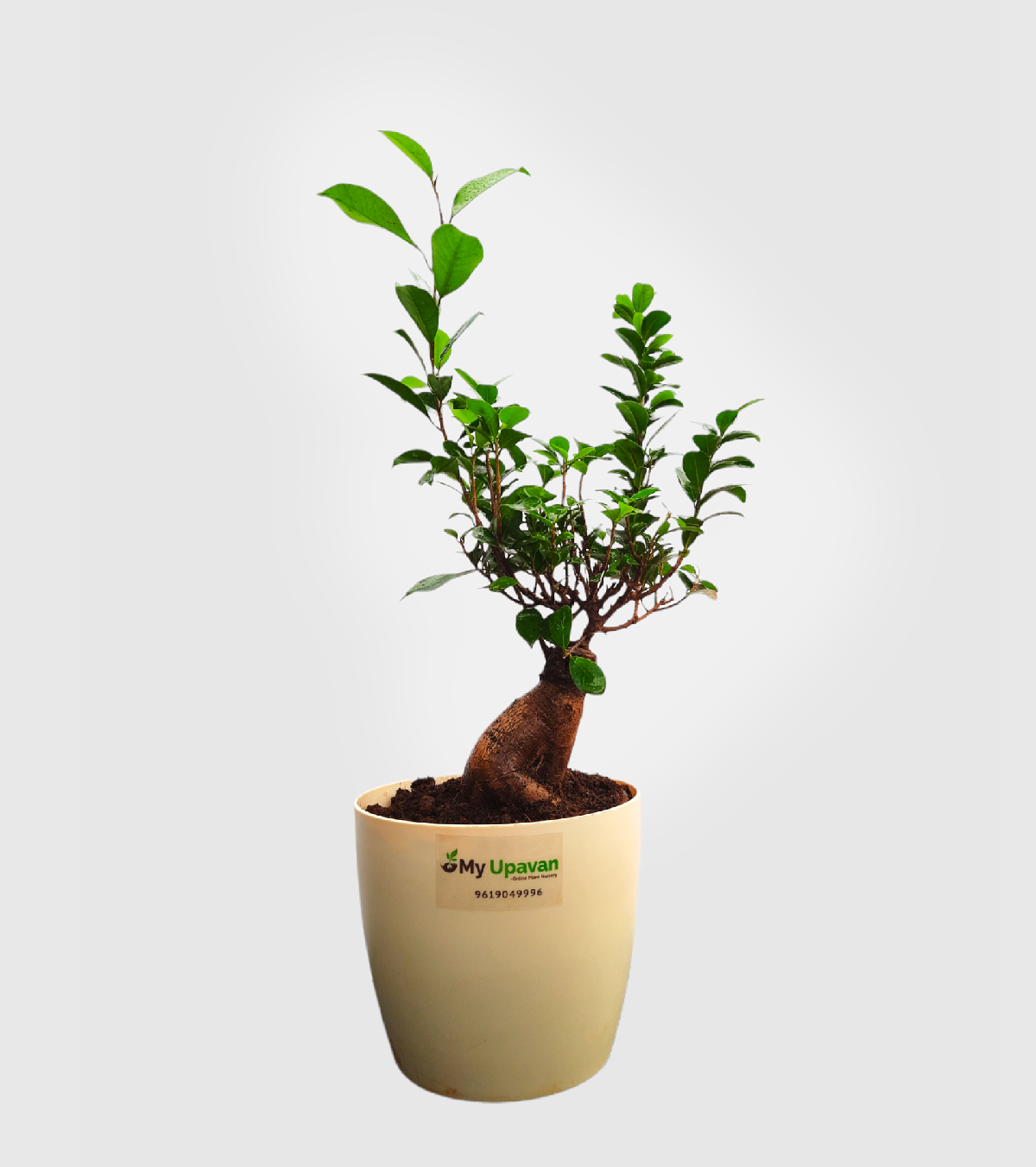 Fiscus Bonsai Plant