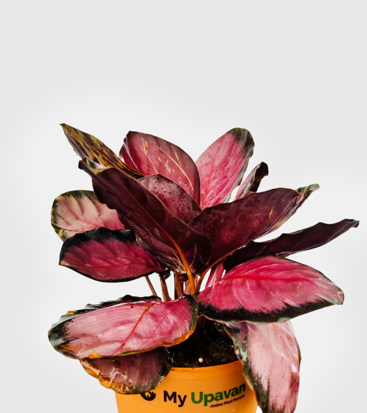 Calathea Rosy Rare Plant